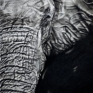 Elephant Whispers