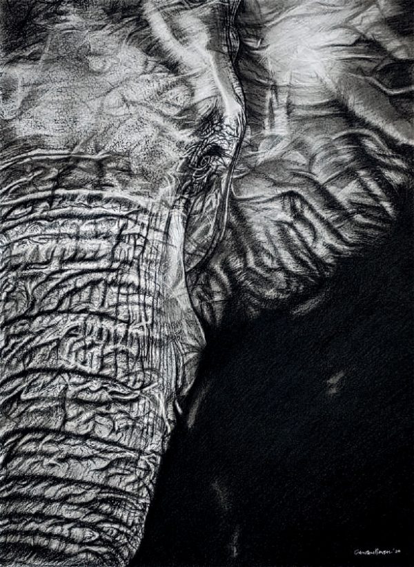 Elephant Whispers