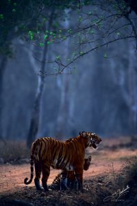 Awesome Image